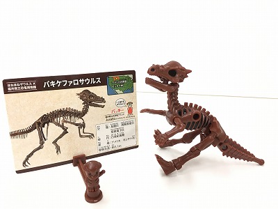 パキケファロサウルス１.jpg