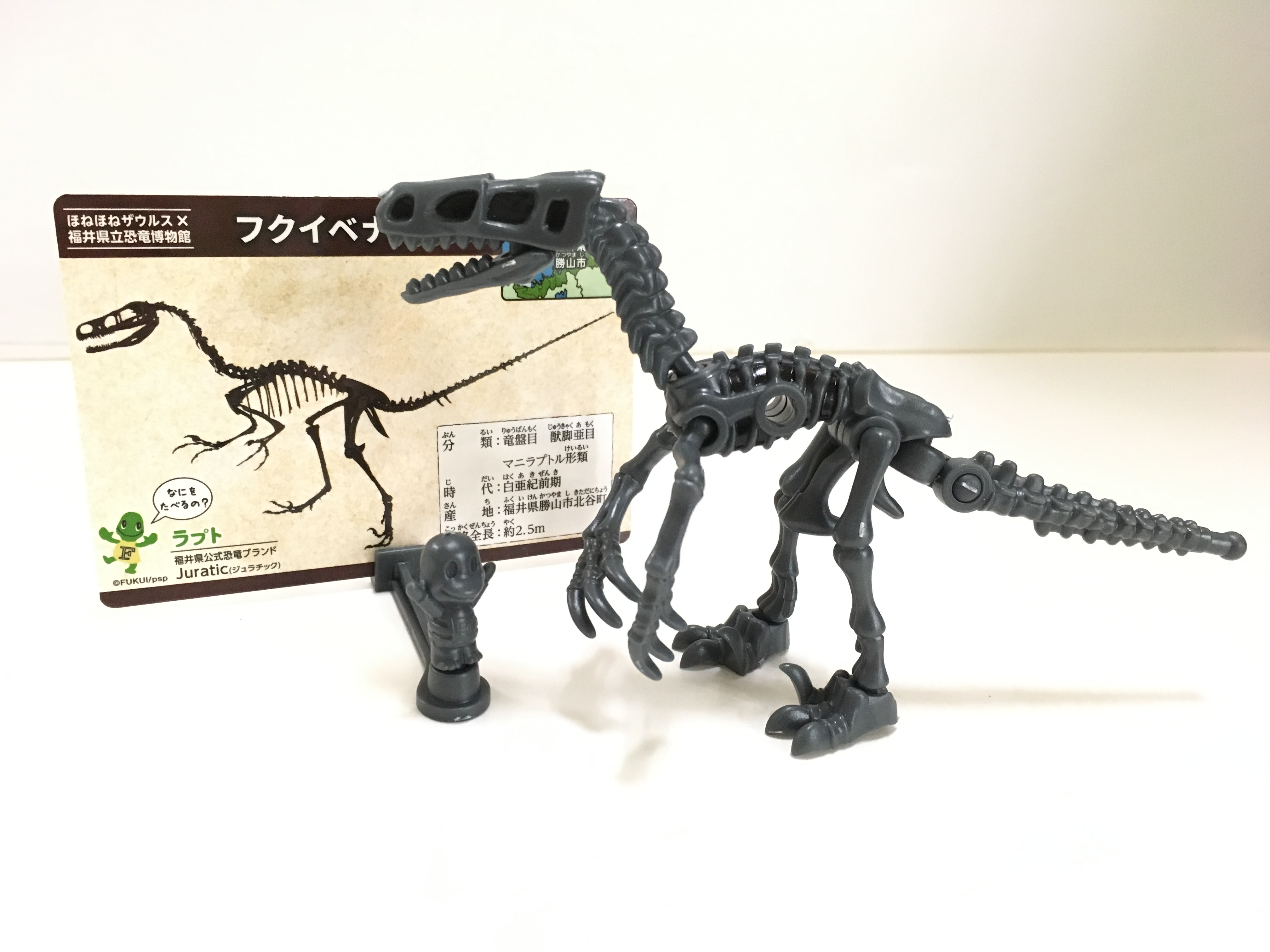 ほねほねザウルス×福井県立恐竜博物館 ケラトサウルス